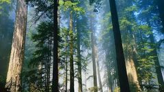 Landscapes nature Trees forests