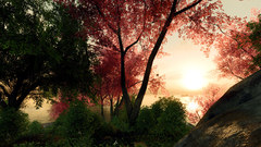 Landscapes nature Trees forests