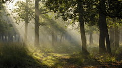 Landscapes nature Trees forests