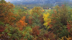 Landscapes nature Trees forests