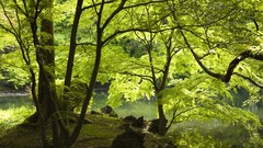 Landscapes nature Trees forests