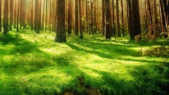 Landscapes nature Trees forests