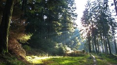 Landscapes nature Trees forests