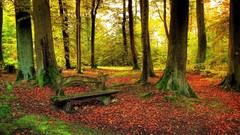 Landscapes nature Trees forests