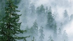 Landscapes nature Trees forests