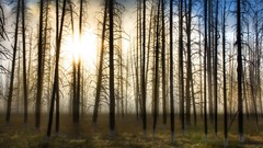 Landscapes nature Trees forests