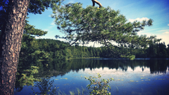 Landscapes nature Trees forests