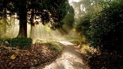 Landscapes nature Trees forests