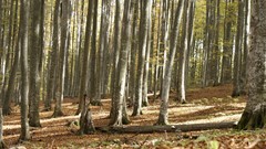 Landscapes nature Trees forests