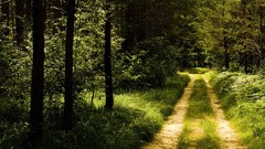 Landscapes nature Trees forests