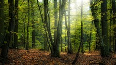 Landscapes nature Trees forests