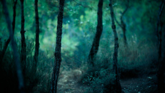 Landscapes nature Trees forests