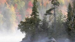 Landscapes nature Trees forests