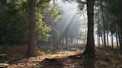 Landscapes nature Trees forests