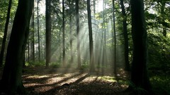 Landscapes nature Trees forests