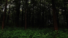 Landscapes nature Trees forests