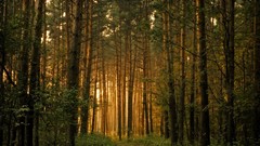 Landscapes nature Trees forests