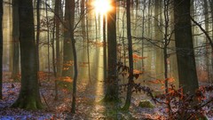 Landscapes nature Trees forests