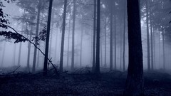 Landscapes nature Trees forests