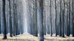 Landscapes nature Trees forests