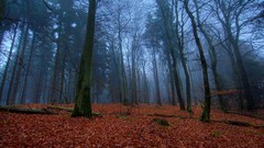 Landscapes nature Trees forests