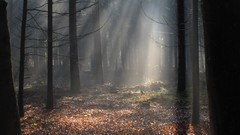 Landscapes nature Trees forests