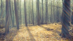 Landscapes nature Trees forests