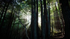 Landscapes nature Trees forests