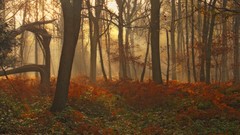 Landscapes nature Trees forests