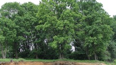 Landscapes nature Trees forests