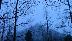 Landscapes nature Trees forests