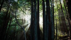 Landscapes nature Trees forests