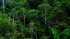 Landscapes nature Trees forests