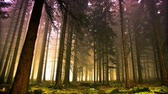 Landscapes nature Trees forests