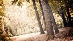 Landscapes nature Trees forests