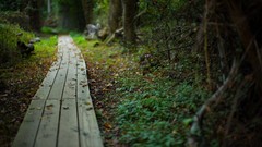 Landscapes nature Trees forests