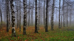 Landscapes nature Trees forests