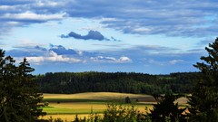 Landscapes nature Trees forests