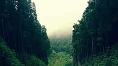 Landscapes nature Trees forests