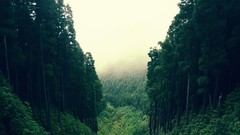 Landscapes nature Trees forests