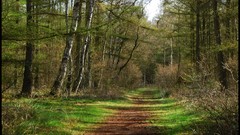 Landscapes nature Trees forests