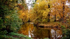 Landscapes nature Trees forests