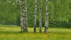 Landscapes nature Trees forests