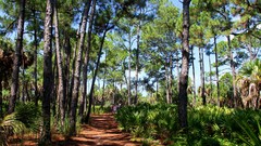Landscapes nature Trees forests