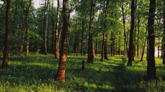 Landscapes nature Trees forests