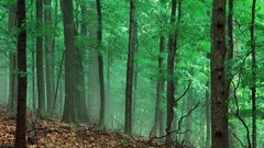 Landscapes nature Trees forests