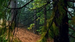 Landscapes nature Trees forests