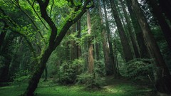 Landscapes nature Trees forests