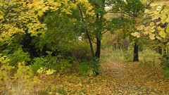 Landscapes nature Trees forests
