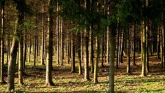 Landscapes nature Trees forests